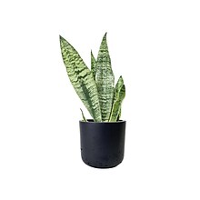 Desk Plants Snake Plant in a Black Large Wilson pot (SPLWB)