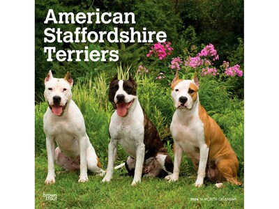 2024 BrownTrout American Staffordshire Terriers 12 x 12 Monthly Wall Calendar (9781975470630)