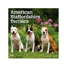 2024 BrownTrout American Staffordshire Terriers 12 x 12 Monthly Wall Calendar (9781975470630)