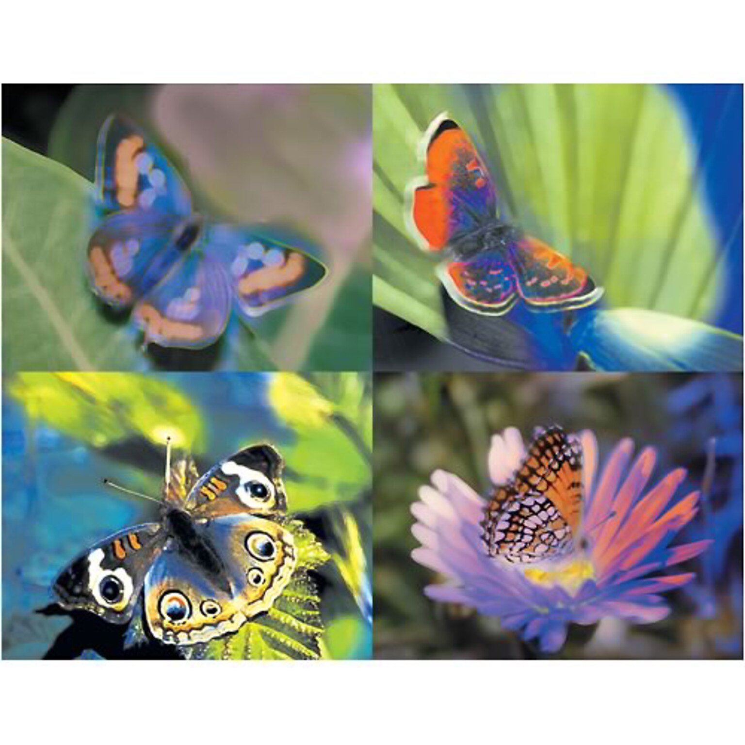 Medical Arts Press® Assorted Postcards; for Laser Printer; Butterfly, 100/Pk