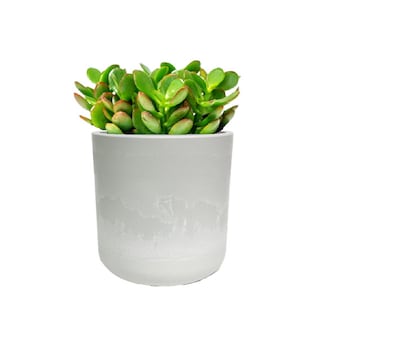 Desk Plants Jade Plant in a Grey Large Mason pot (JPLMG)