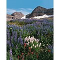 Medical Arts Press® Standard 4x6 Postcards; Mountain Meadow Scene