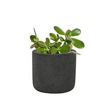 Desk Plants Jade Plant in a Black Mini Wilson pot (JPMWB)