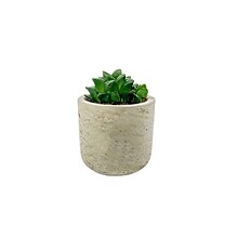 Desk Plants Star Cactus in a Grey Mini Wilson pot (SCMWG)