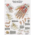 3B Scientific® Anatomical Charts; Hand & Wrist, Laminated