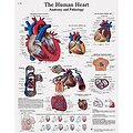 3B Scientific® Anatomical Charts; Human Heart, Laminated