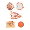 3B Scientific® Anatomical Charts; The Eye, Wooden Rod