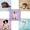 SmileMakers® Rachael Hale Dogs Stickers; 2-1/2”H x 2-1/2”W, 100/Box