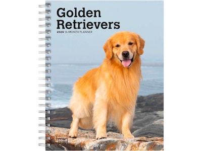 2024 BrownTrout Golden Retrievers 6 x 7.75 Weekly & Monthly Engagement Planner, Multicolor (978197