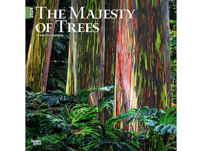 2024 BrownTrout The Majesty of Trees 12 x 12 Monthly Wall Calendar (9781975463816)
