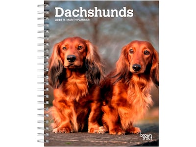 2024 BrownTrout Dachshunds 6 x 7.75 Weekly & Monthly Engagement Planner, Multicolor (9781975468781