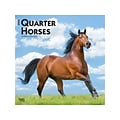 2024 BrownTrout Quarter Horses 12 x 12 Monthly Wall Calendar (9781975464738)