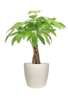 Desk Plants Money Tree in a Cream Large Harlow pot (MTLHC)