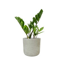 Desk Plants ZZ Plant in a Grey Large Wilson pot (ZZLWG)