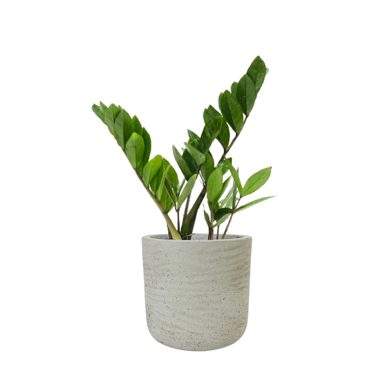 Desk Plants ZZ Plant in a Grey Large Wilson pot (ZZLWG)