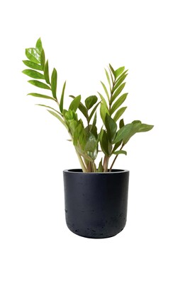 Desk Plants ZZ Plant in a Black Large Wilson pot (ZZLWB)