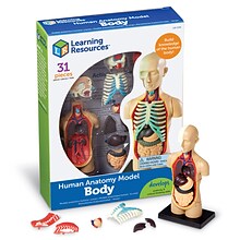 Learning Resources Human Body Anatomy Model (LER3336)