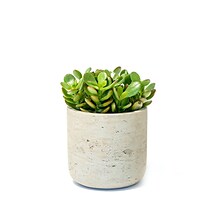 Desk Plants Jade Plant in a Grey Large Wilson pot (JPLWG)