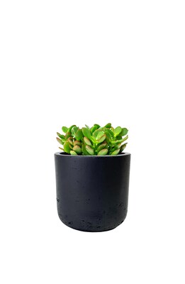 Desk Plants Jade Plant in a Black Large Wilson pot (JPLWB)
