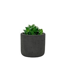 Desk Plants Star Cactus in a Black Mini Wilson pot (SCMWB)