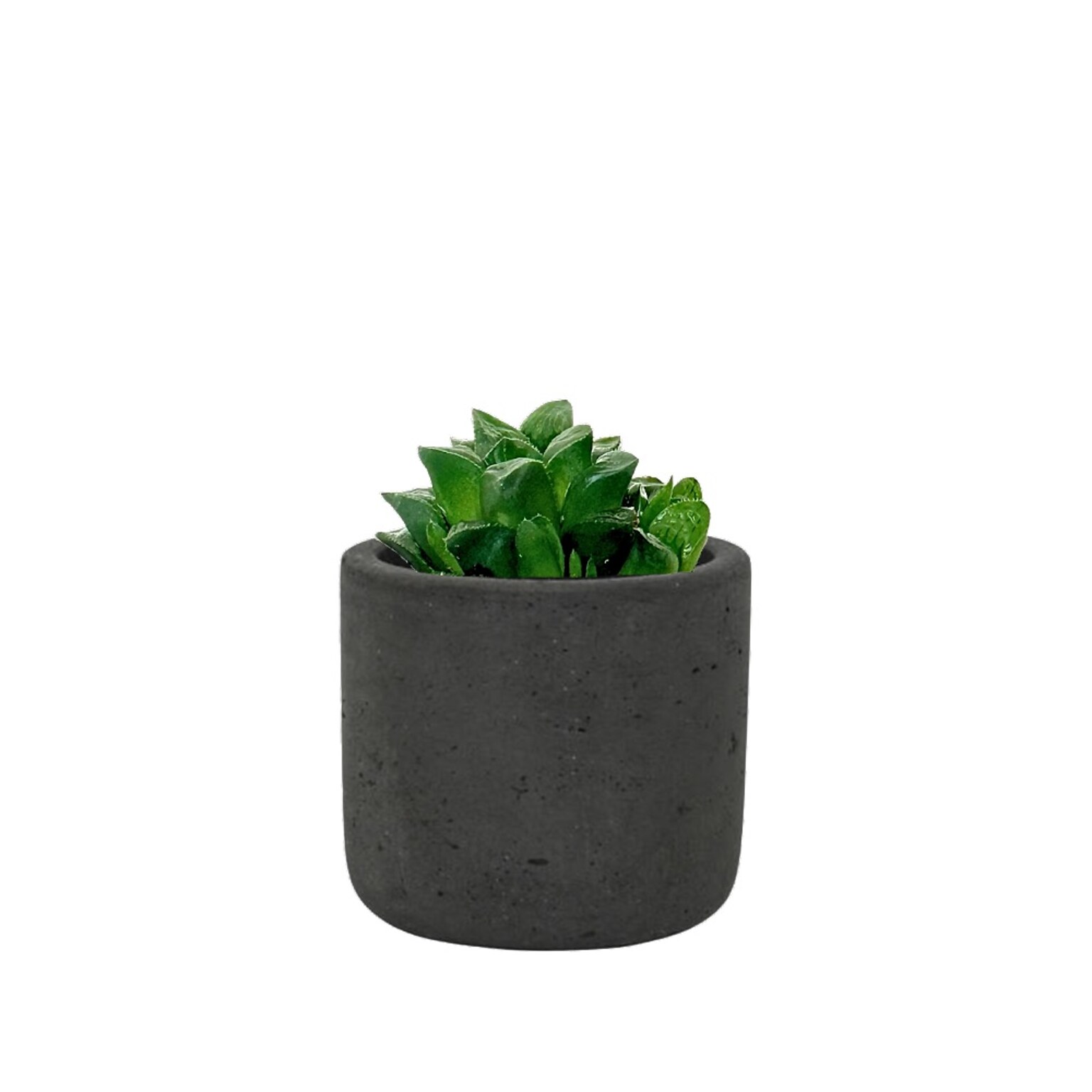 Desk Plants Star Cactus in a Black Mini Wilson pot (SCMWB)