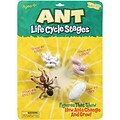 Ant Life Cycle Stages