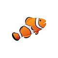 Magnetic Whiteboard Eraser, Clown Fish, 3-1/2 x 3-1/2