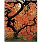Trademark Fine Art David Farley 'Japanese Tree I' Canvas Art 18x24 Inches