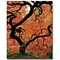 Trademark Fine Art David Farley Japanese Tree I Canvas Art 18x24 Inches