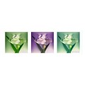 Trademark Fine Art Kathie McCurdy Three White Iris Canvas Art 16x47 Inches