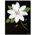 Trademark Fine Art Star by Kathie McCurdy-Canvas Art Ready to Hang 14x19 Inches