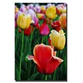 Trademark Fine Art Kurt Shaffer, In Amont the Tulips II Canvas Art 24x36 Inches