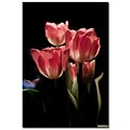 Trademark Fine Art Martha Guerra Pink Tulips III Canvas Art