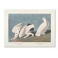 Trademark Fine Art American Ptarmigan 14 x 19 Canvas Art