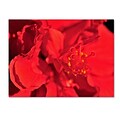 Trademark Fine Art Red Red Hibiscus 22 x 32 Canvas Art