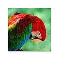 Trademark Fine Art Colorful Macaw Square Format 14 x 14 Canvas Art