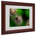 Trademark Fine Art Prickly 11 x 14 Wood Frame Art