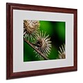 Trademark Fine Art Prickly 16 x 20 Wood Frame Art