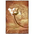 Trademark Fine Art Wax Flower I 22 x 32 Canvas Art