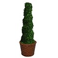 Laura Ashley 55 Preserved Spiral Boxwood Topiary in 17 Fiberstone Planter