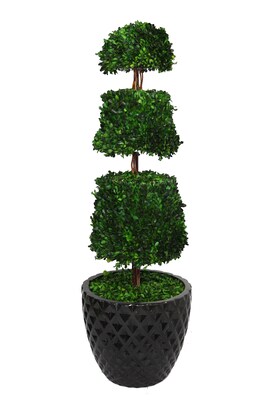 Laura Ashley 49 1/2 Preserved Spiral Boxwood Cone Topiary in 16 Fiberstone Planter, Black