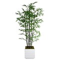 Laura Ashley 78 Bamboo Tree in 14 Fiberstone Planter, White