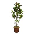 Laura Ashley 77 Croton Tree With Multiple Trunks in 17 Fiberstone Planter