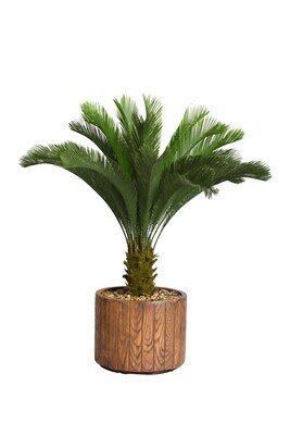 Laura Ashley 53 Cycas Palm Tree in 16 Fiberstone Planter