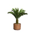 Laura Ashley 53 Cycas Palm Tree in 16 Fiberstone Planter