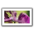 ArtWall Clematis Panorama Flat Unwrapped Canvas Art By Cora Niele, 18 x 36