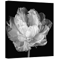ArtWall Tulipa Double Black and White I Gallery Wrapped Canvas Art By Cora Niele, 14 x 14