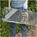 Havahart Steel Animal Two-Door Large Raccoon And Opossum Cage Trap