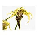 Trademark Kurt Shaffer Wild Looking Orchid Gallery-Wrapped Canvas Art, 24 x 32