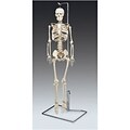 Mr. Thrifty Skeleton with Nerves Model